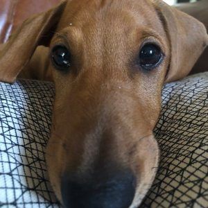 Meet your Posher, Vicki